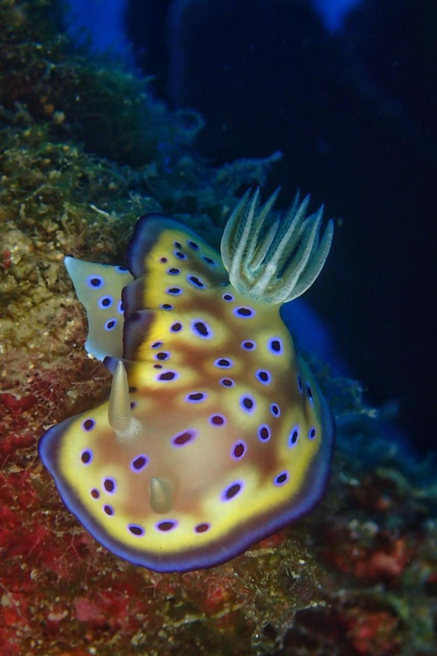 藍洞潛水blue Hole Dive Center Bed & Breakfast Bandar Lama Bandar Lama Hengchun Luaran gambar